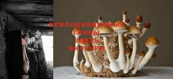 индика Богданович